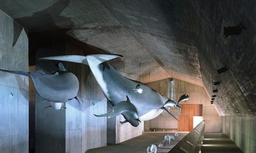 Museo del Mundo Marino Diseño del Interior con Cetaceos Cruz y Ortiz Arquitectos