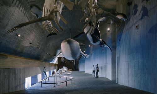 Museo del Mundo Marino Diseño del Interior con Cetaceos Cruz y Ortiz Arquitectos